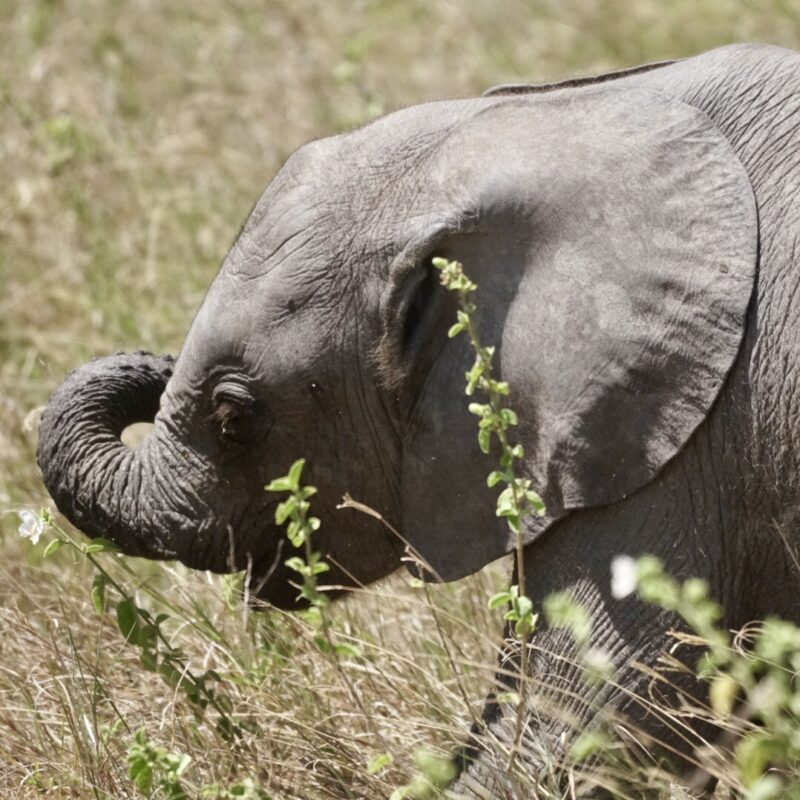 Baby olifant tijdens safari met caracal tours & safaris in Tanzania