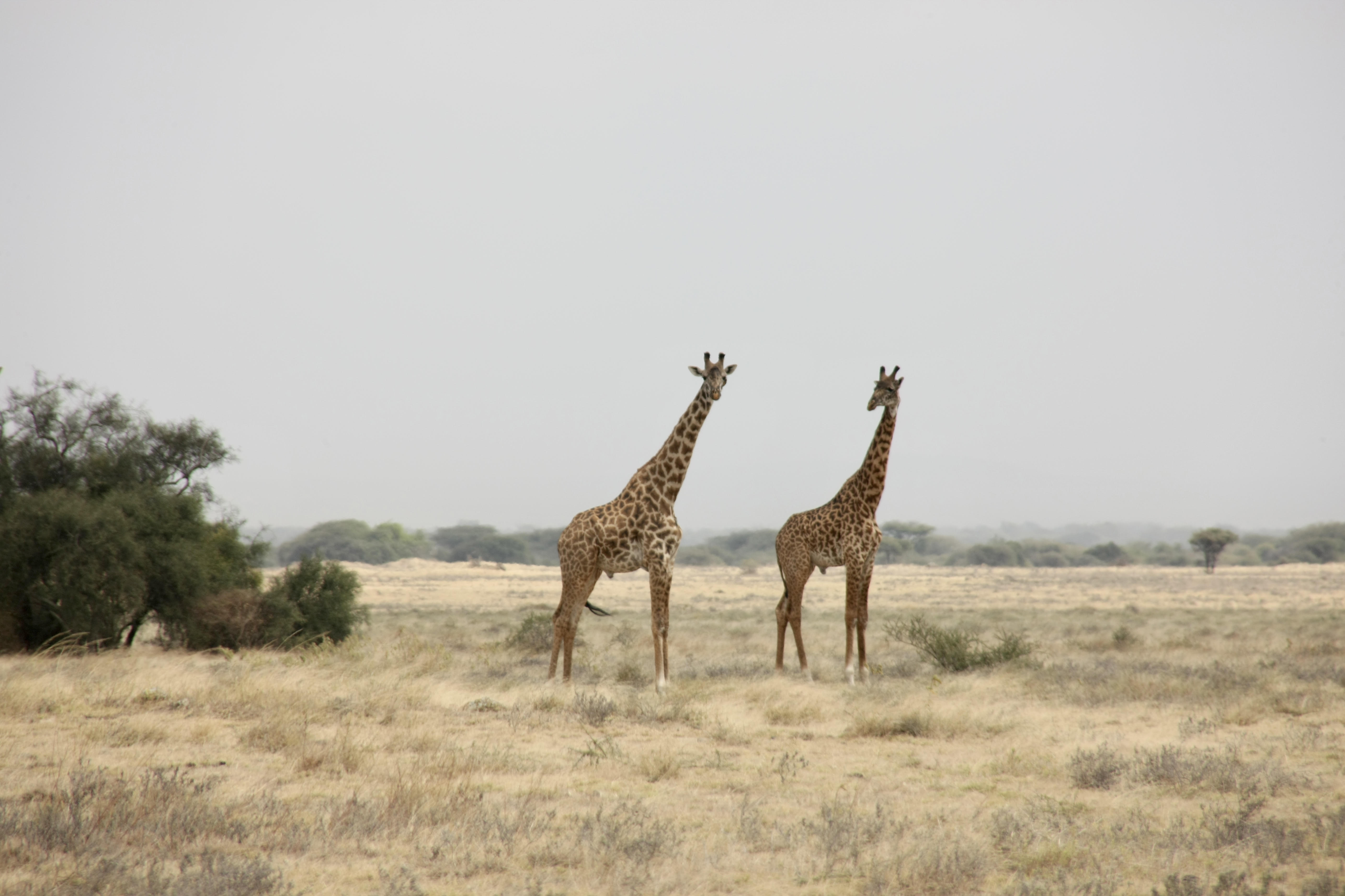 Giraffen tijdens safari met caracal tours & safaris in Enduimet in Tanzania