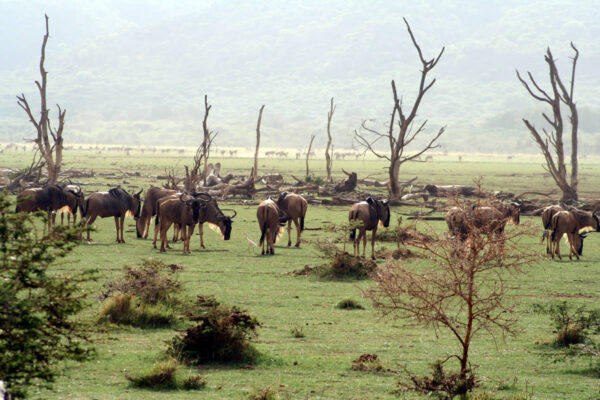 Gnoes in Manyara tijdens een safari met Caracal Tours & Safaris in Tanzania