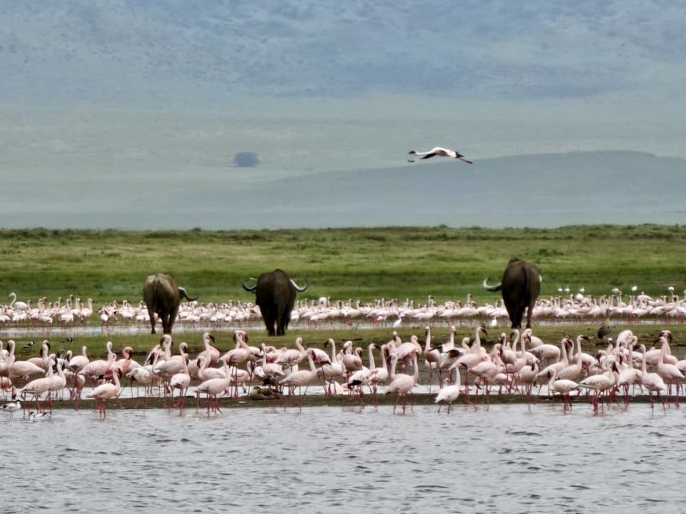 Flamingos en buffels inn Ngorongoro Krater tijdens een safari met Caracal Tours & Safaris in Tanzania