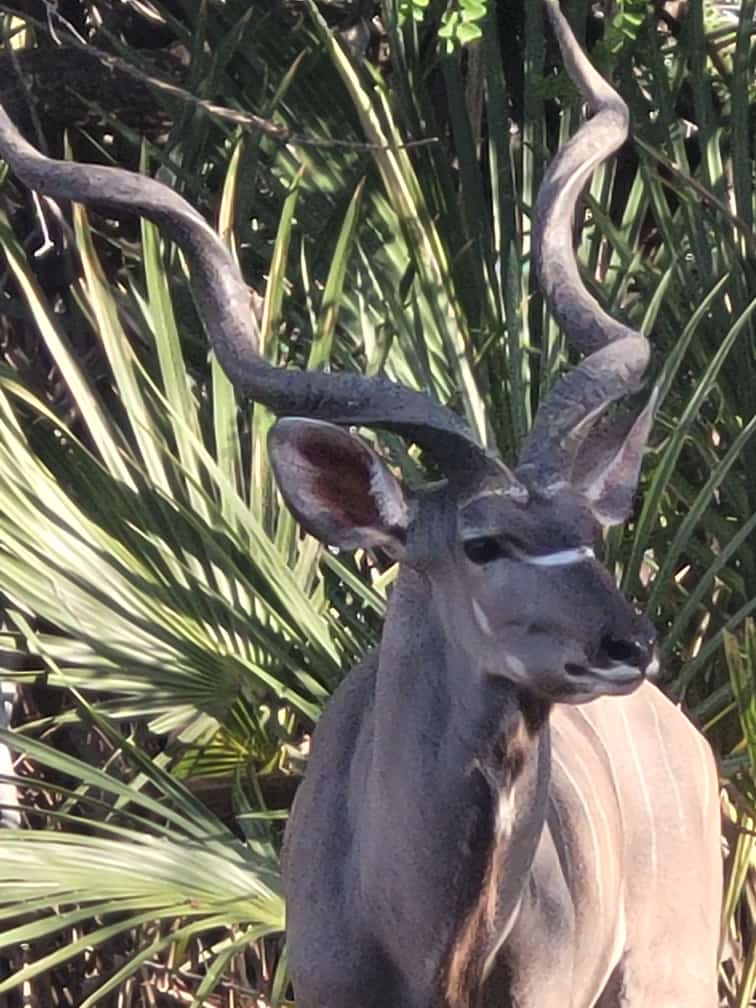Kudu tijdens safari in Selous in Tanzania met caracal tours & safaris