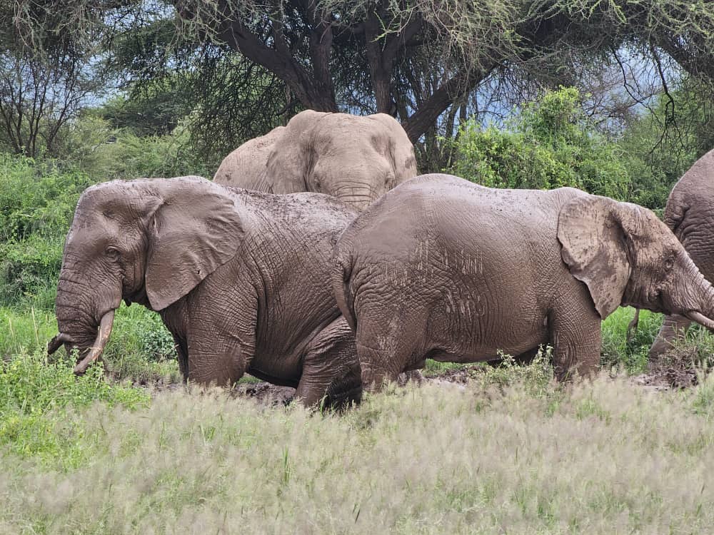 Olifanten in Enduimet tijdens een safari met Caracal Tours & Safaris in Tanzania