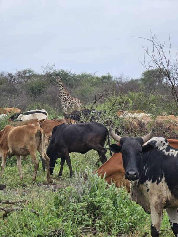 Giraffe and cows durinng a safari with Caracal tours & Safaris in Tanzania
