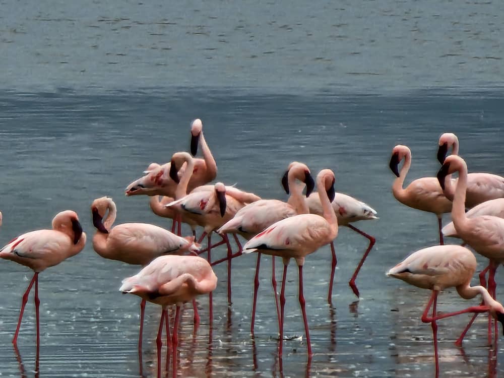 Flamingos tijdens en safari met caracal tours & safaris in Ngorongoro in Tanzania
