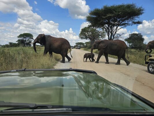 Olifanten in Tarangire tijdens een safari met Caracal Tours & Safaris in Tanzania