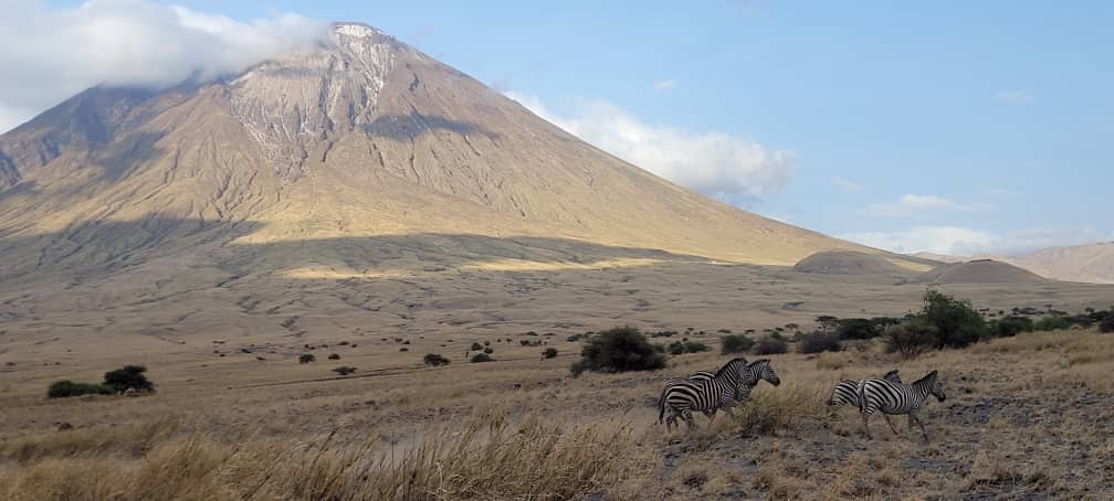 Zebra bij de Lengai vulkaan tijdens een safari met Caracal Tours & Safaris in Tanzania