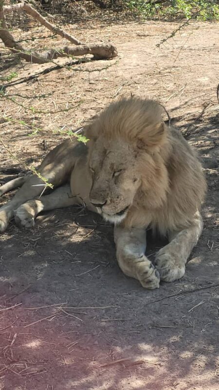 Leeuw in Ruaha tijdens een safari met Caracal Tours & Safaris in in Tanzania