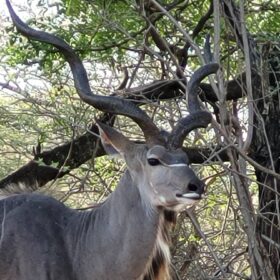 Kudu in Selous tijdens een safari met Caracal Tours & Safaris in in Tanzania