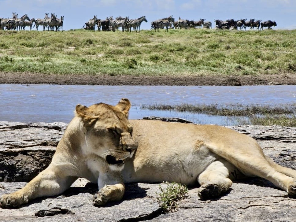 Lion-Serengeti-Tanzania-Caracal-Safaris