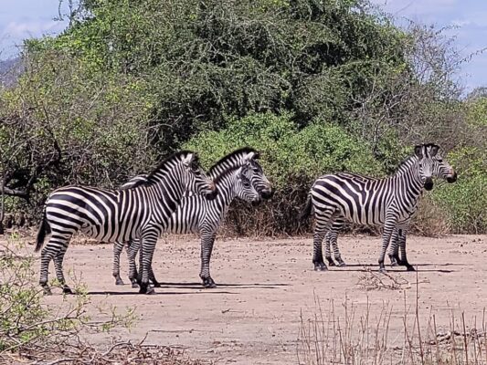 Zebras in Mikumi NP tijdens een safari met Caracal Tours & Safaris in Tanzania