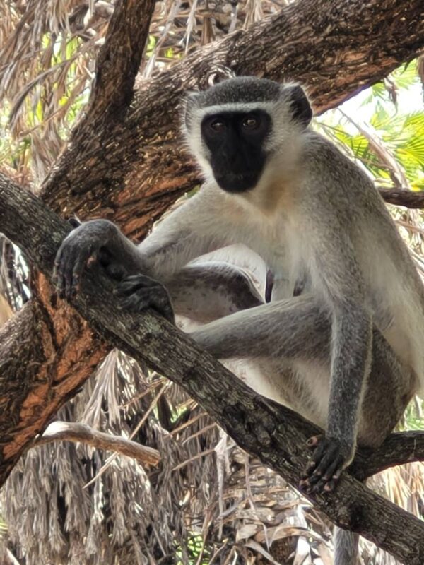 Groene meerkat in Selous tijdens een safari met Caracal Tours & Safaris in Tanzania