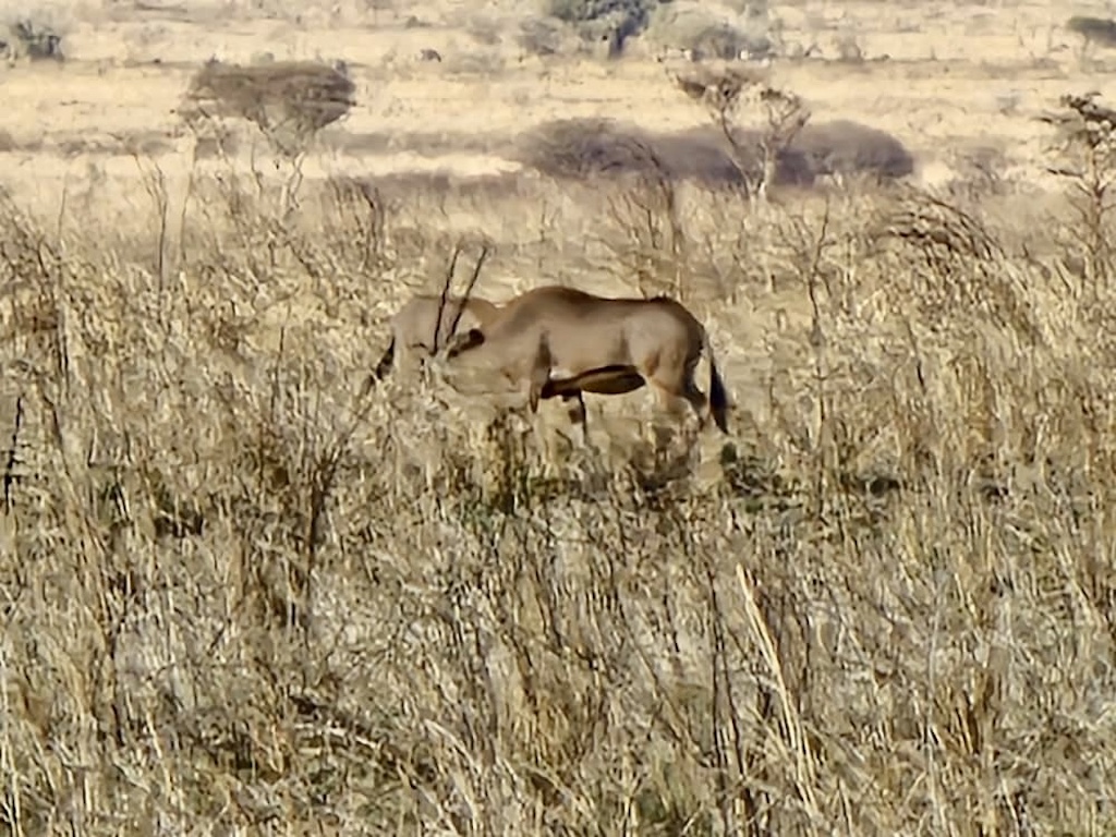 An oryx in Mkomazi during a safari with caracal tours in Tanzania