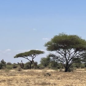 Giraffen in West Kilimanjaro met Caracal Tours & Safaris, Tanzania